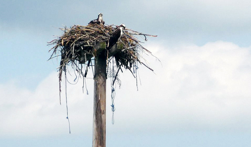 The osprey who have nested at the site are now tending to their nestlings.